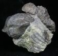 Pair Of Fossil Brachiopods (Platystrophia) - Indiana #25999-1